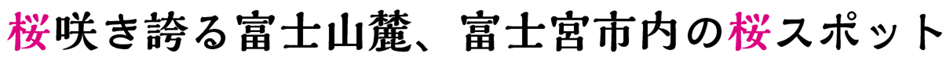桜咲き誇る富士山麓、富士宮市内の桜スポット